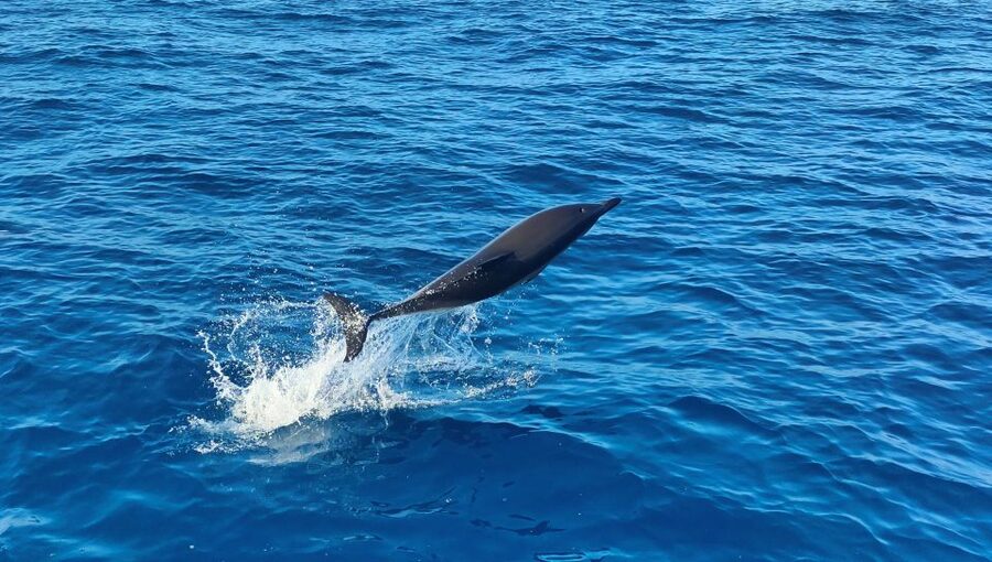Albufeira: 2.5-Hour Dolphin Watching and Caves Trip - The offshore dolphin search
