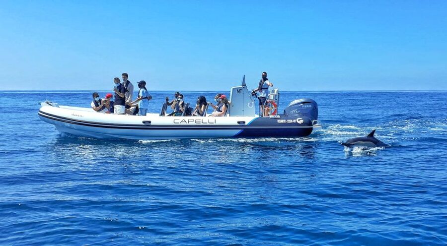 Albufeira: Benagil Cave and Dolphin Sightseeing Boat Cruise - Key points at a glance