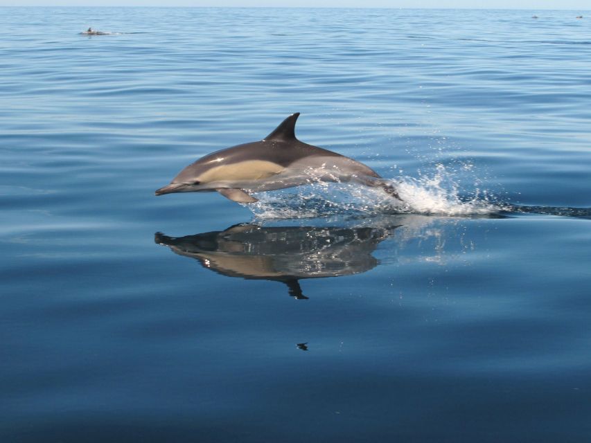 Albufeira: Benagil Cave and Dolphin Sightseeing Boat Cruise - Inside Benagil Cave, with realistic expectations