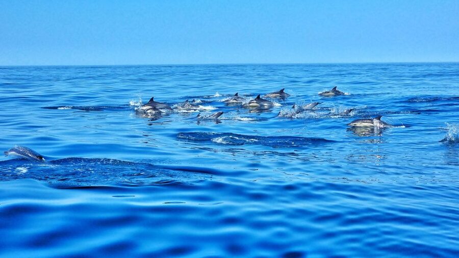 Albufeira: Benagil Cave and Dolphin Sightseeing Boat Cruise - What the $47 price gets you