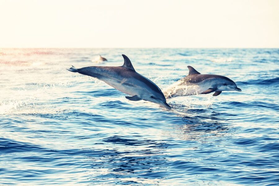 Albufeira: Benagil Caves & Dolphin Watching Speed Boat Tour - Who should book this boat trip?