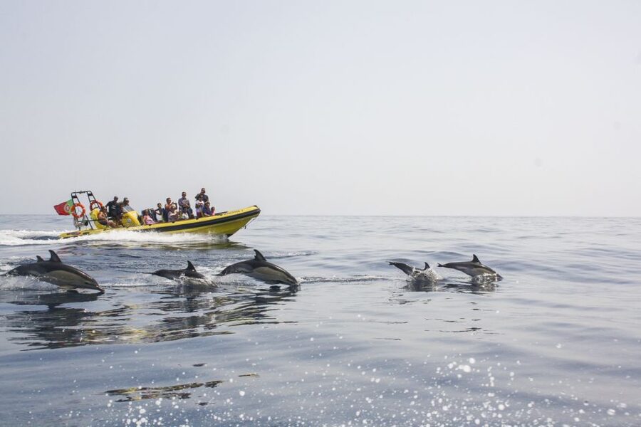 Albufeira: Benagil Caves & Dolphin Watching Speed Boat Tour - The 18-kilometer coastal ride