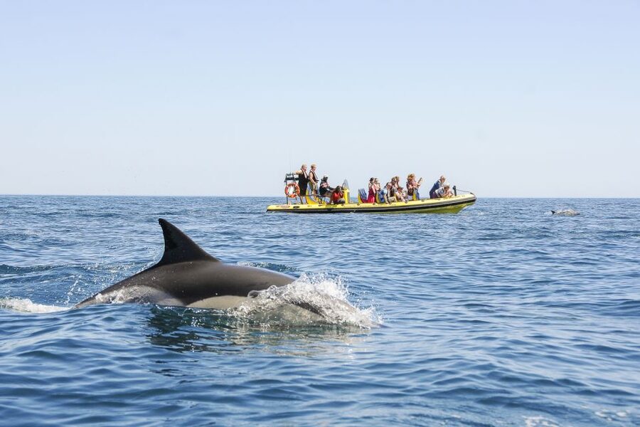 Albufeira: Benagil Caves & Dolphin Watching Speed Boat Tour - The swim stop and the reality of sea conditions