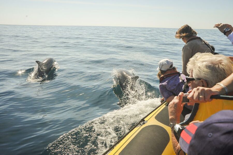 Albufeira: Benagil Caves & Dolphin Watching Speed Boat Tour - The guides and skipper make a real difference