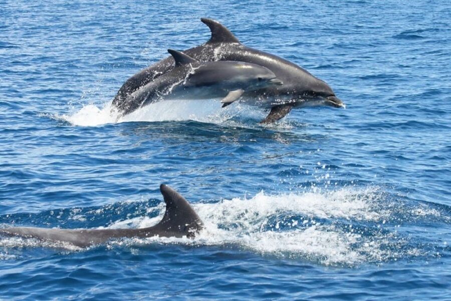 Albufeira: Dolphin Watching and Benagil Cave - Benagil Cave from the water