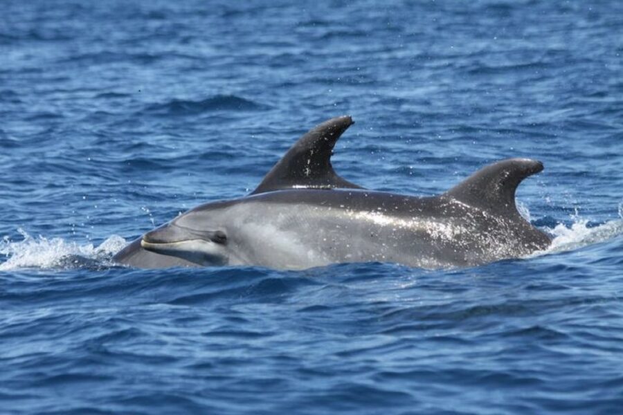 Albufeira: Dolphin Watching and Benagil Cave - What the boat ride feels like