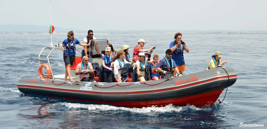 Albufeira: Dolphin Watching and Benagil Cave Boat Cruise - From Albufeira Marina to the open Atlantic