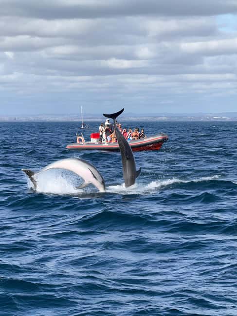 Albufeira: Dolphin Watching and Benagil Cave Boat Cruise - Searching for dolphins in their own waters