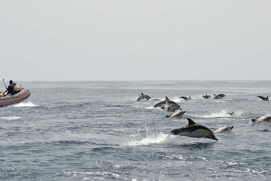 Albufeira: Dolphin Watching and Benagil Cave Boat Cruise - Who should book this boat trip?