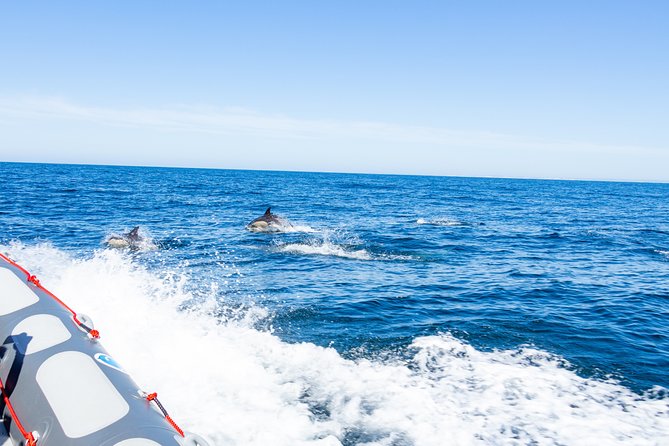 Albufeira: Dolphins and Caves Private Tour - Benagil and the ten-minute cave stop