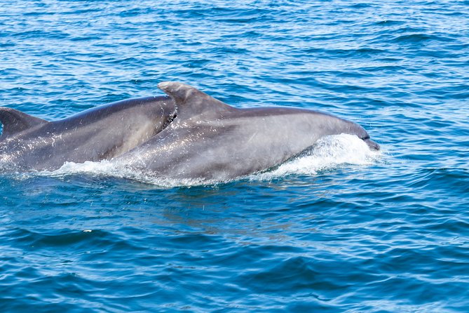 Albufeira: Dolphins and Caves Private Tour - Weather, comfort, and who should go