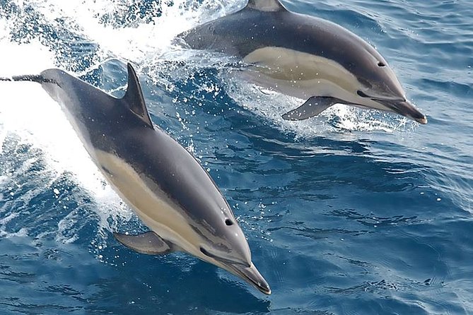 Albufeira: Dolphins and Caves Private Tour - The guides make the difference