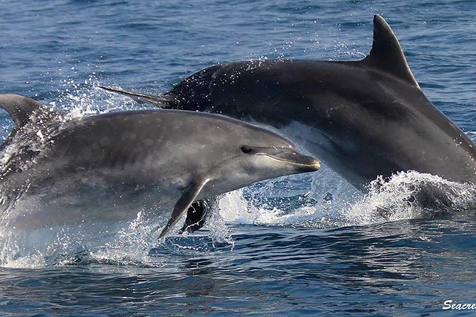 Albufeira: Dolphins and Caves Tour - Searching for dolphins in the Atlantic