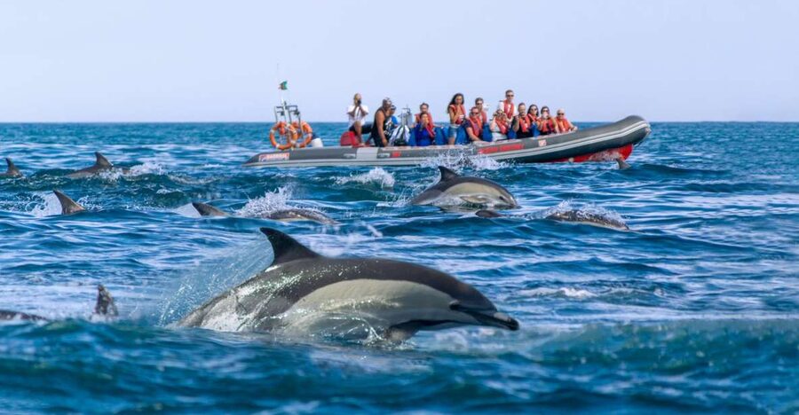 Albufeira: Dolphins & Benagil Caves RIB Tour - The 25-minute ride home
