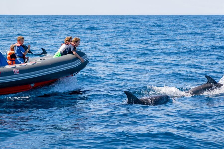 Albufeira: Dolphins & Benagil Caves RIB Tour - What the $34 price really covers