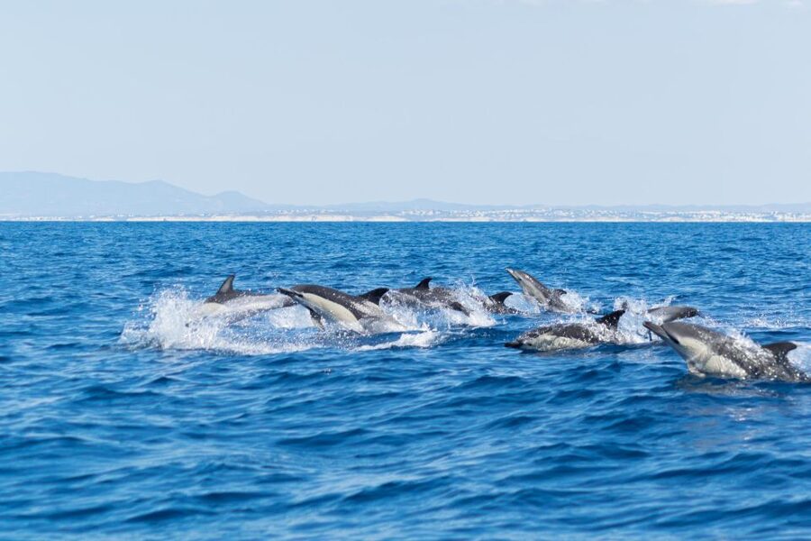 Albufeira: Dolphins & Benagil Caves RIB Tour - Who will enjoy this RIB tour most