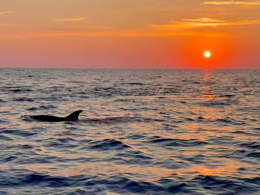 Alcudia: Dolphin Watching at Sunrise with Speedboat - Key points to know before booking