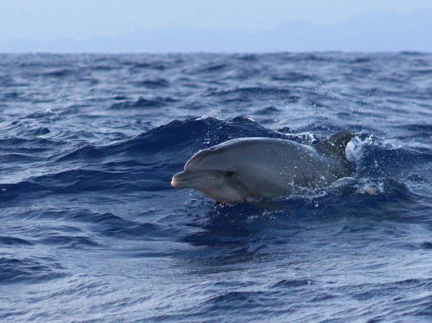 Alcudia: Dolphin Watching at Sunrise with Speedboat - What the boat ride feels like