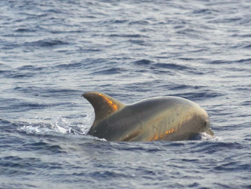 Alcudia: Dolphin Watching at Sunrise with Speedboat - What to bring and what to leave behind
