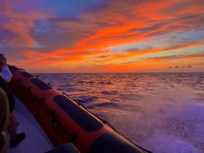 Alcudia: Dolphin Watching at Sunrise with Speedboat
