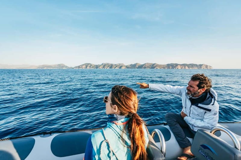 Alcudia or Can Picafort: Dolphin-Watching Cruise - Dolphins off the Mallorcan coast