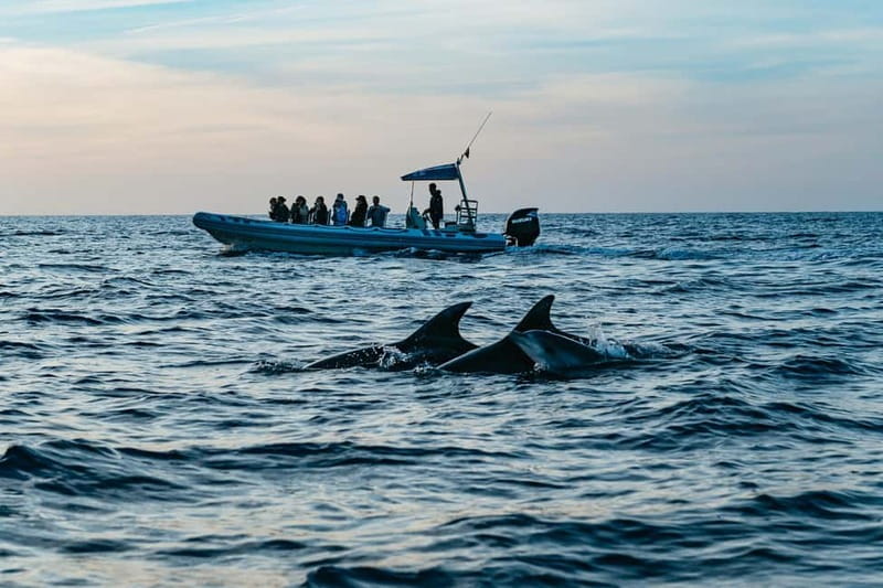 Alcudia or Can Picafort: Dolphin-Watching Cruise - Why the sunrise departure is worth the early alarm