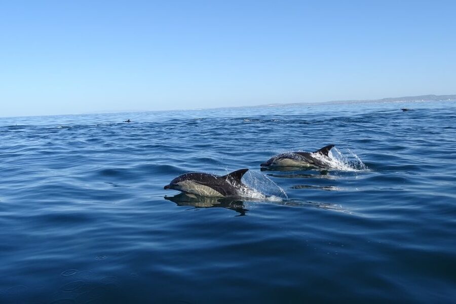 Algarve Dolphin Watching & Marine Life Eco Tour - Who should book this Algarve boat trip?