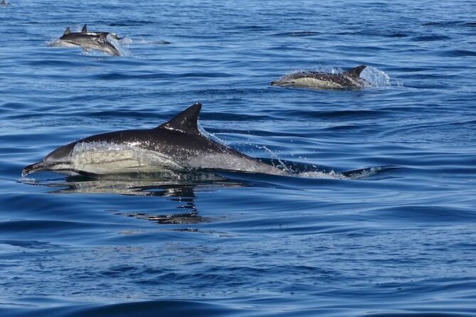 Algarve Dolphin Watching & Marine Life Eco Tour - From Faro harbor into Ria Formosa
