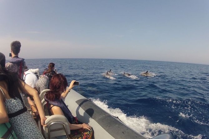 Algarve Dolphin Watching & Marine Life Eco Tour - Out toward Santa Maria Cape and the Atlantic