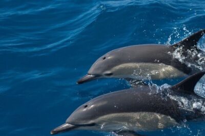 Algarve Dolphin Watching & Marine Life Eco Tour
