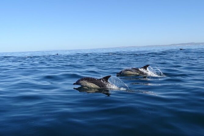 Algarve Dolphin Watching & Marine Life Eco Tour - The 30-minute wildlife search