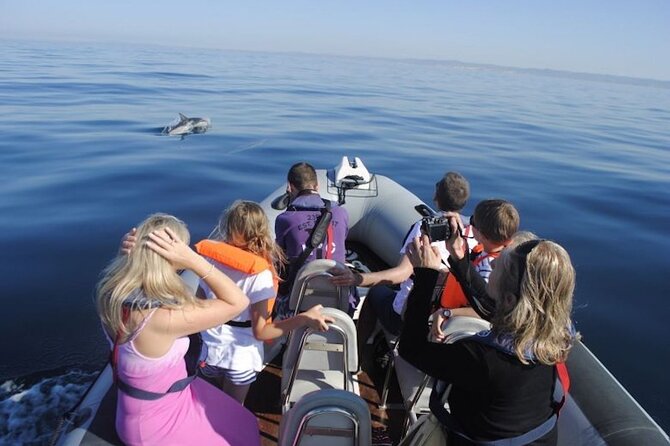 Algarve Dolphin Watching & Marine Life Eco Tour - Seabirds and the smaller details