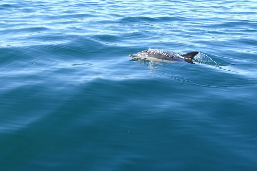 Algarve Dolphin Watching & Marine Life Eco Tour - What the RIB boat feels like