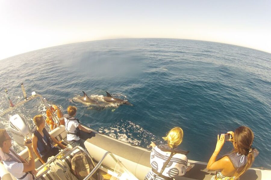 Algarve Dolphin Watching & Marine Life Eco Tour - Is $64 a good value?