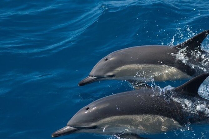Algarve Dolphin Watching & Marine Life Eco Tour - Ilha do Farol and the barrier islands