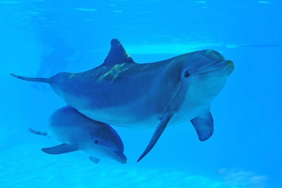 Algarve Zoomarine Ticket and Dolphin Emotions Experience - What happens from arrival to the lagoon