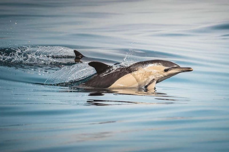 Algeciras: Dolphin and whale watching in reduced groups - Key points before you book