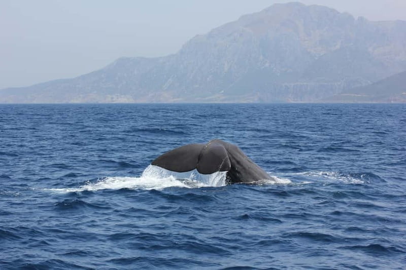 Algeciras: Dolphin and whale watching in reduced groups - Setting out from Algeciras Marina