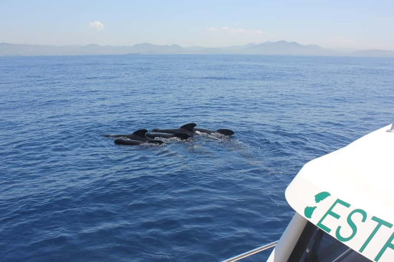 Algeciras: Dolphin and whale watching in reduced groups - Three dolphin species and what you may see