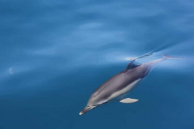 Algeciras: Dolphin and whale watching in reduced groups