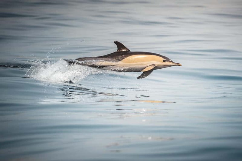 Algeciras: Dolphin and whale watching in reduced groups - A guide who adds more than identification