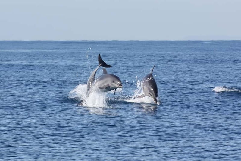 Algeciras: Dolphin and whale watching in reduced groups - How the sea conditions affect the outing