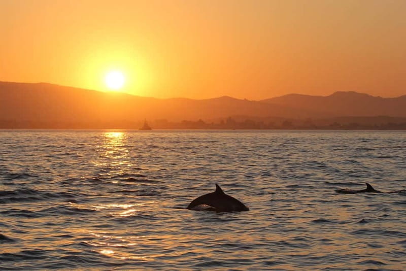 Algeciras: Dolphin and whale watching in reduced groups - Is $81 a fair price?