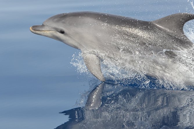 Alghero - Dolphin Watching and Guided Snorkeling (summer tour) - Key points before you book