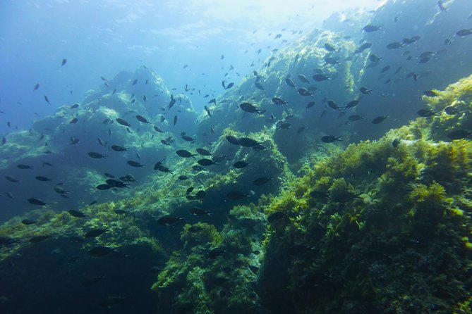 Alghero - Dolphin Watching and Guided Snorkeling (summer tour) - Leaving Alghero for Capo Caccia