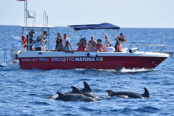 Alghero - Dolphin Watching and Guided Snorkeling (summer tour) - Learning from the MareTerra research team