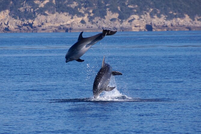 Alghero - Dolphin Watching and Guided Snorkeling (summer tour) - Who will enjoy this most