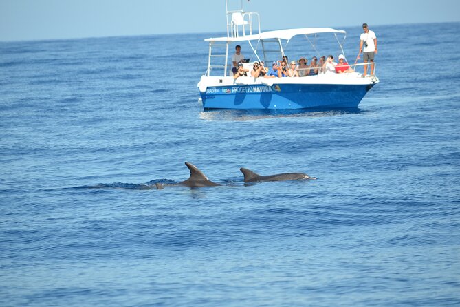 Alghero - Dolphin Watching and Guided Snorkeling (summer tour) - The dolphin search and responsible viewing