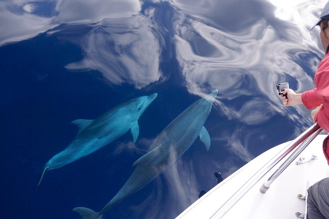 Alghero - Dolphin Watching (Spring & Autumn Tour) - Key points to know before booking