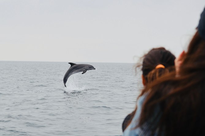 Alghero - Dolphin Watching (Spring & Autumn Tour) - A responsible approach to wildlife